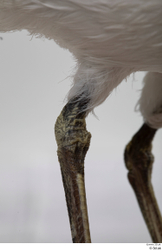 Leg Bird Animal photo references